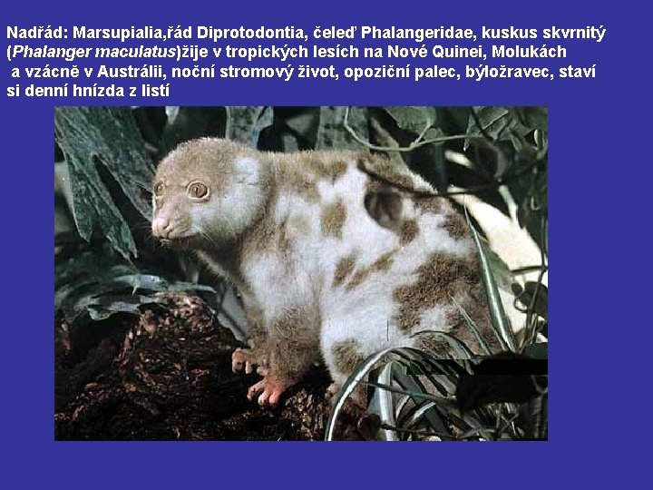 Nadřád: Marsupialia, řád Diprotodontia, čeleď Phalangeridae, kuskus skvrnitý (Phalanger maculatus)žije v tropických lesích na
