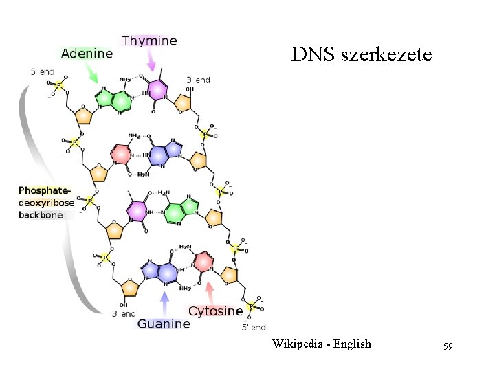 DNS szerkezete Wikipedia - English 59 