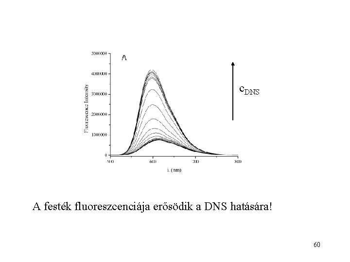 c. DNS A festék fluoreszcenciája erősödik a DNS hatására! 60 