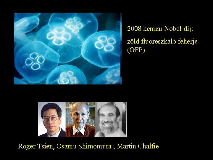 2008 kémiai Nobel-díj: zöld fluoreszkáló fehérje (GFP) Roger Tsien, Osamu Shimomura , Martin Chalfie