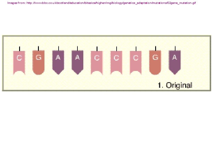 Images from: http: //www. bbc. co. uk/scotland/education/bitesize/higher/img/biology/genetics_adaptation/mutations/02 gene_mutation. gif 