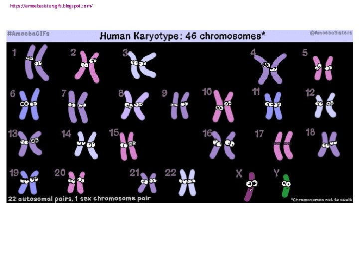 https: //amoebasistersgifs. blogspot. com/ 