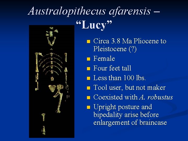 Australopithecus afarensis – “Lucy” n n n n Circa 3. 8 Ma Pliocene to