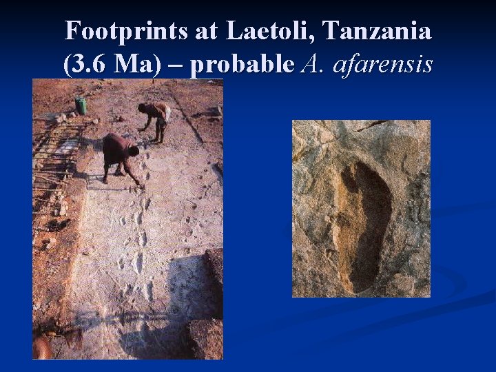 Footprints at Laetoli, Tanzania (3. 6 Ma) – probable A. afarensis 