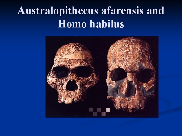 Australopithecus afarensis and Homo habilus 