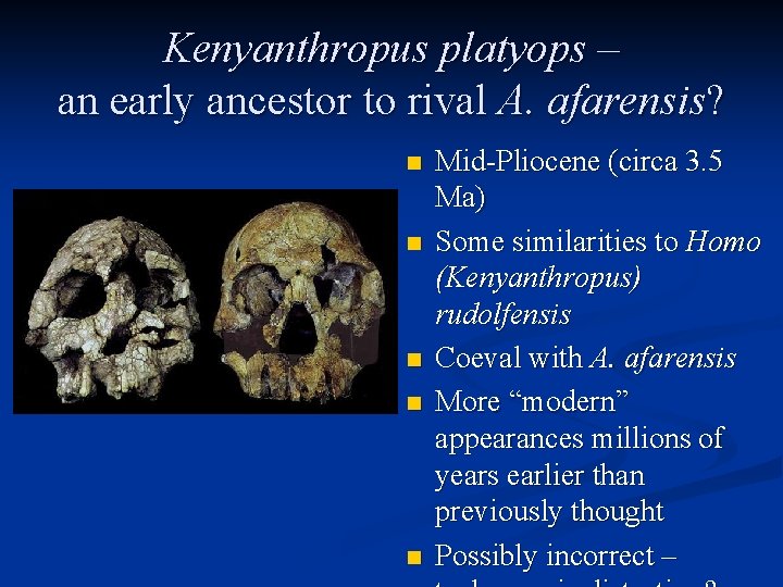 Kenyanthropus platyops – an early ancestor to rival A. afarensis? n n n Mid-Pliocene