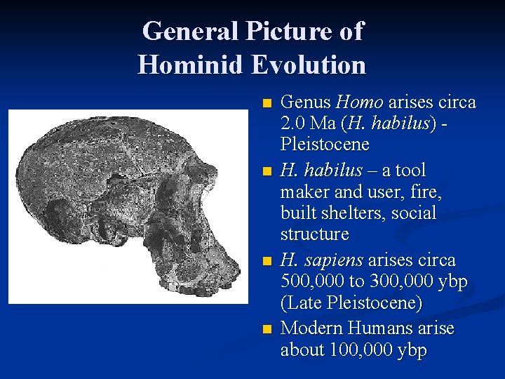 General Picture of Hominid Evolution n n Genus Homo arises circa 2. 0 Ma