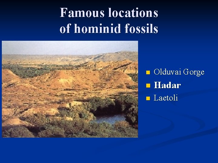 Famous locations of hominid fossils n Olduvai Gorge n Hadar n Laetoli 