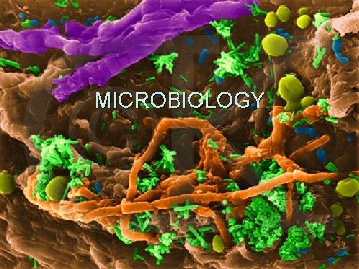 MICROBIOLOGY 