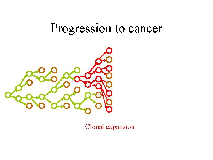 Progression to cancer Clonal expansion 