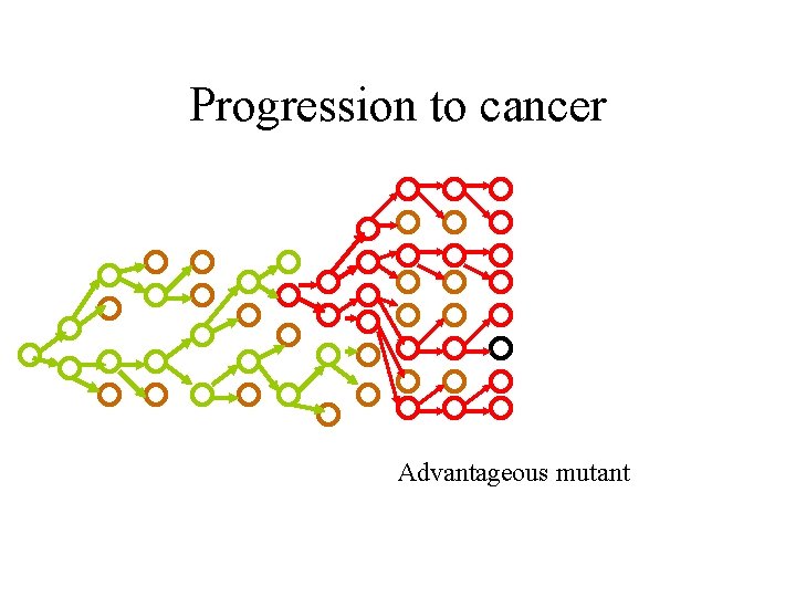 Progression to cancer Advantageous mutant 