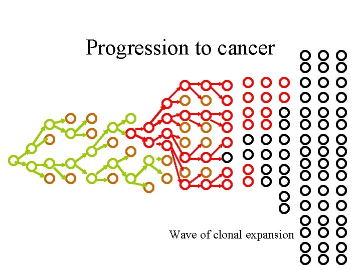 Progression to cancer Wave of clonal expansion 