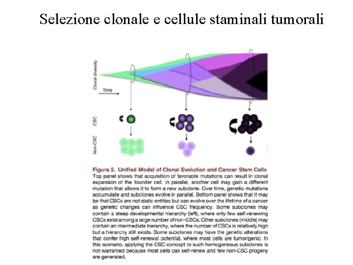 Selezione clonale e cellule staminali tumorali 