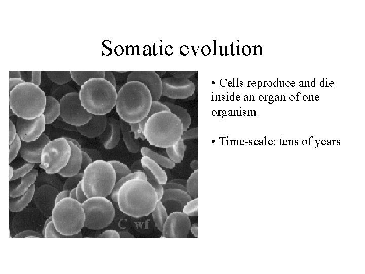 Somatic evolution • Cells reproduce and die inside an organ of one organism •