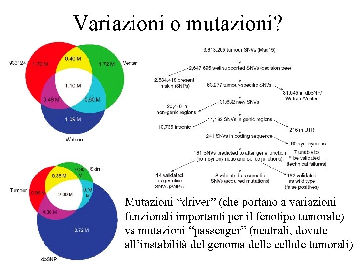 Variazioni o mutazioni? Mutazioni “driver” (che portano a variazioni funzionali importanti per il fenotipo