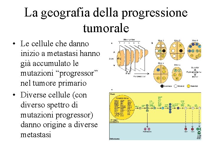 La geografia della progressione tumorale • Le cellule che danno inizio a metastasi hanno