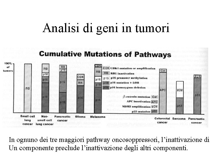 Analisi di geni in tumori In ognuno dei tre maggiori pathway oncosoppressori, l’inattivazione di