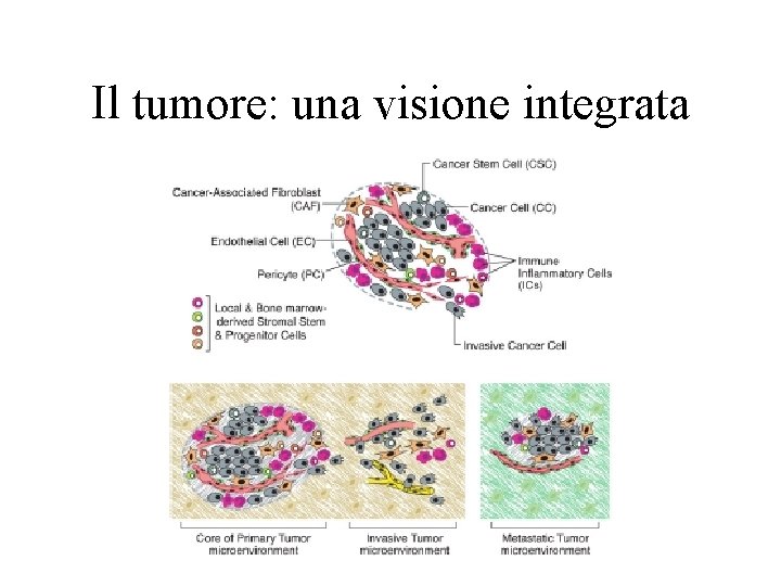 Il tumore: una visione integrata 