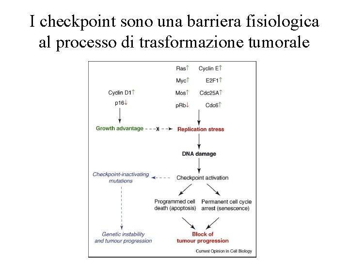 I checkpoint sono una barriera fisiologica al processo di trasformazione tumorale 