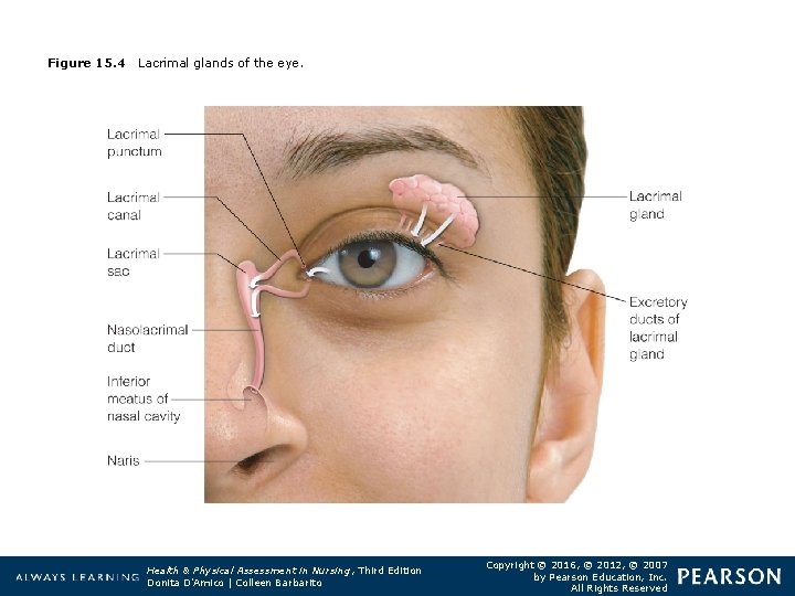 Figure 15. 4 Lacrimal glands of the eye. Health & Physical Assessment in Nursing,