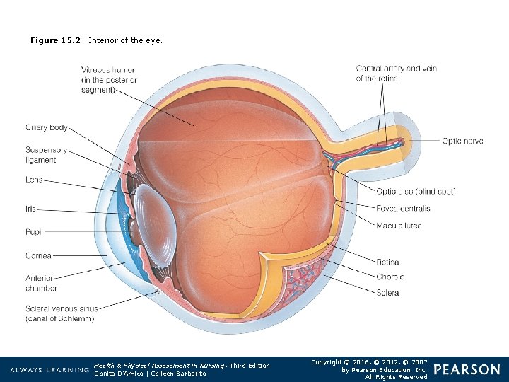 Figure 15. 2 Interior of the eye. Health & Physical Assessment in Nursing, Third