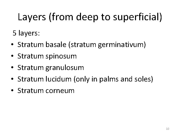 Layers (from deep to superficial) 5 layers: • Stratum basale (stratum germinativum) • Stratum