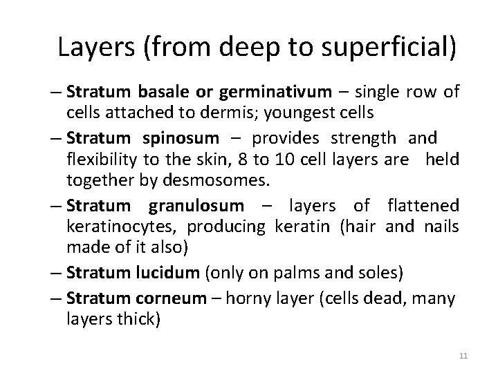 Layers (from deep to superficial) – Stratum basale or germinativum – single row of