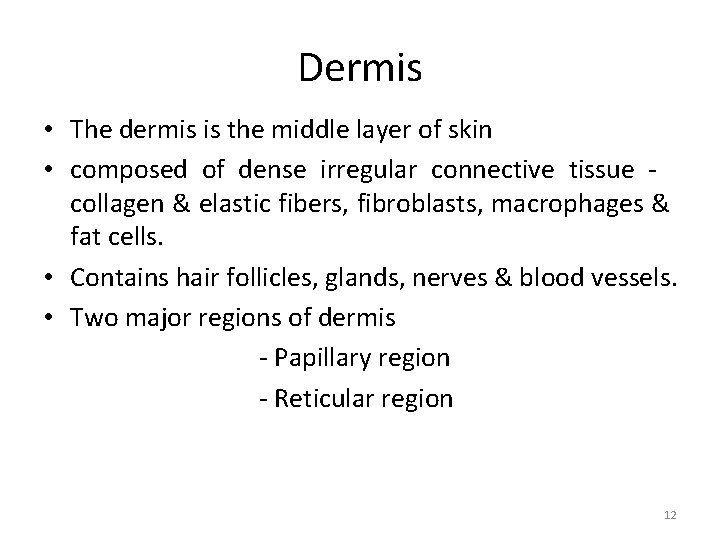 Dermis • The dermis is the middle layer of skin • composed of dense