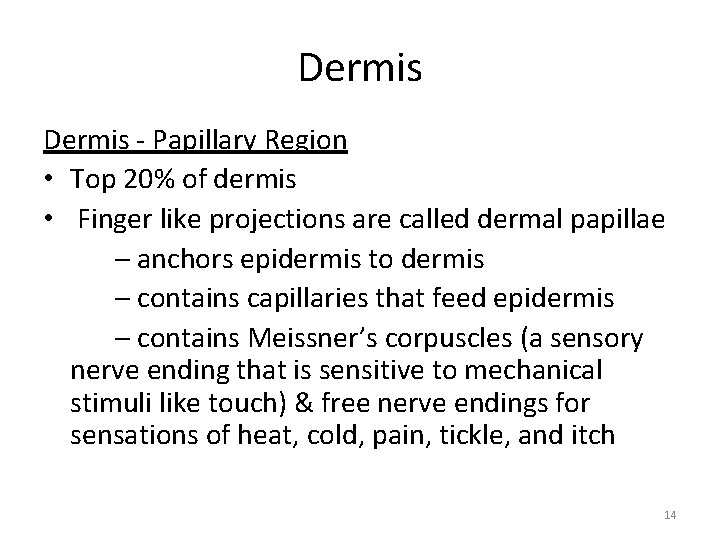 Dermis - Papillary Region • Top 20% of dermis • Finger like projections are