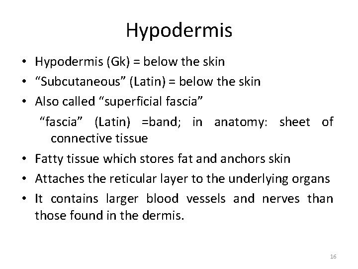 Hypodermis • Hypodermis (Gk) = below the skin • “Subcutaneous” (Latin) = below the