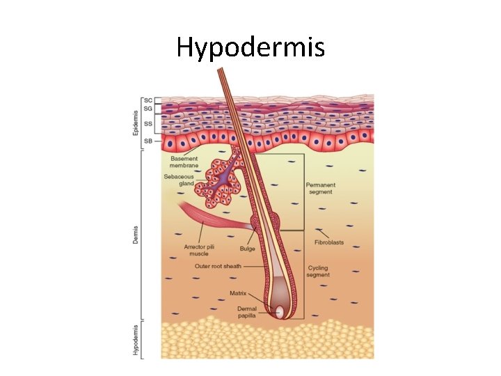 Hypodermis 