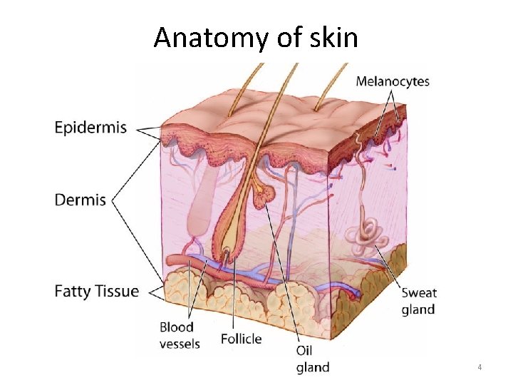 Anatomy of skin 4 