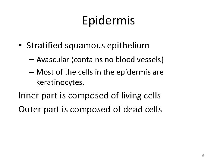 Epidermis • Stratified squamous epithelium – Avascular (contains no blood vessels) – Most of