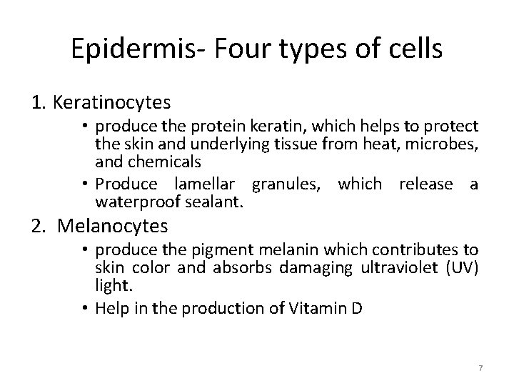 Epidermis- Four types of cells 1. Keratinocytes • produce the protein keratin, which helps