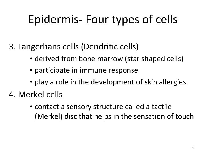 Epidermis- Four types of cells 3. Langerhans cells (Dendritic cells) • derived from bone