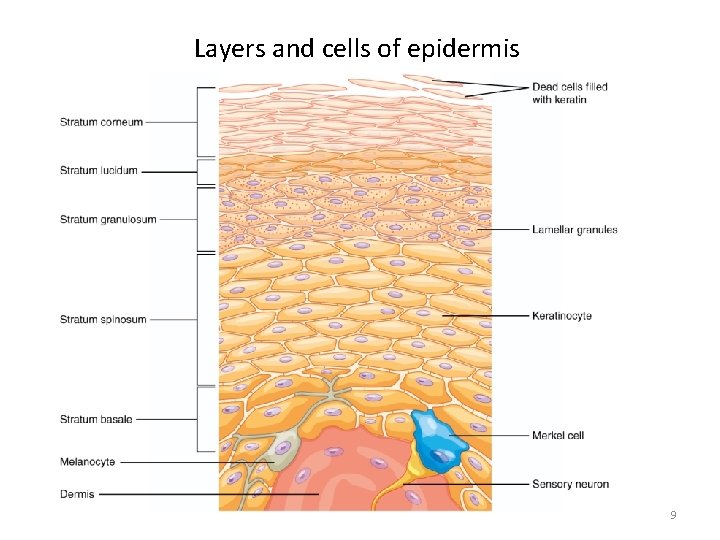 Layers and cells of epidermis 9 