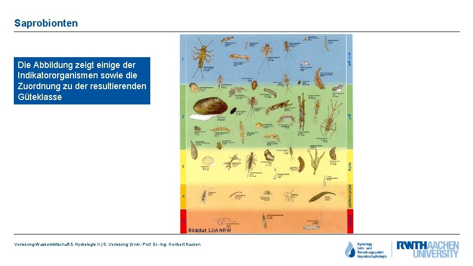 Saprobionten Die Abbildung zeigt einige der Indikatororganismen sowie die Zuordnung zu der resultierenden Güteklasse