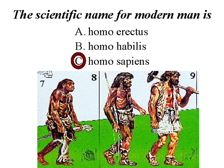 The scientific name for modern man is A. homo erectus B. homo habilis C.