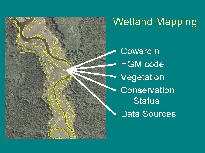 Wetland Mapping • • Cowardin HGM code Vegetation Conservation Status • Data Sources 