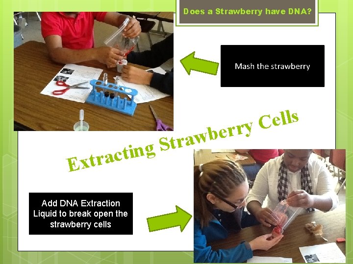 Does a Strawberry have DNA? S g n racti Ext Add DNA Extraction Liquid