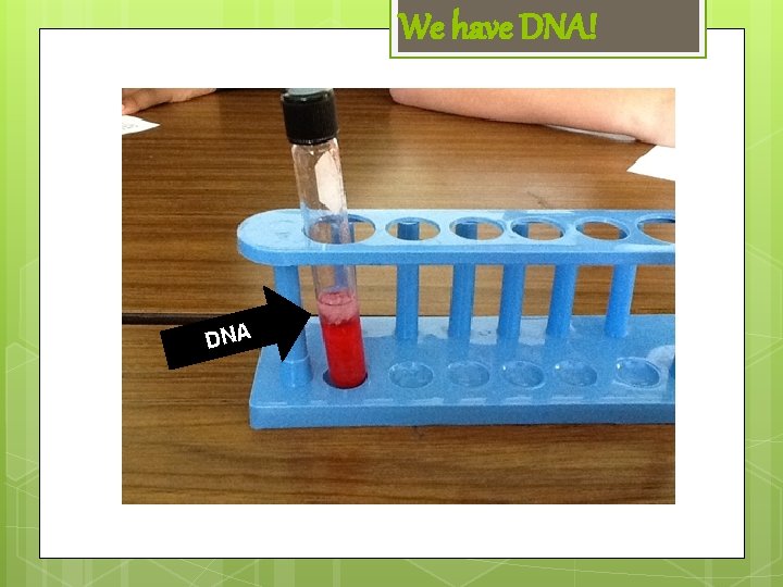 We have DNA! DNA 