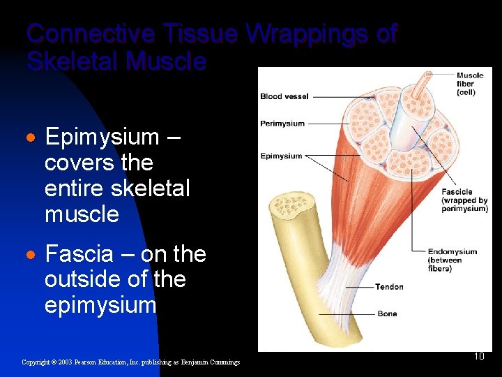 Connective Tissue Wrappings of Skeletal Muscle · Epimysium – covers the entire skeletal muscle