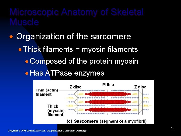 Microscopic Anatomy of Skeletal Muscle · Organization of the sarcomere · Thick filaments =