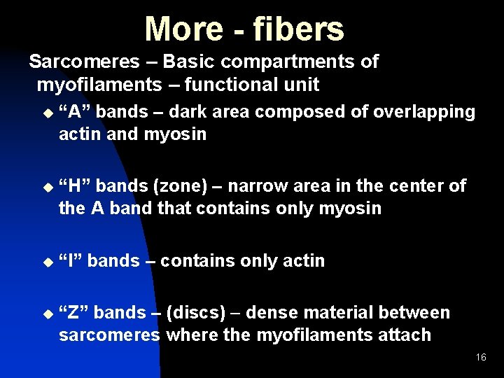 More - fibers Sarcomeres – Basic compartments of myofilaments – functional unit u “A”