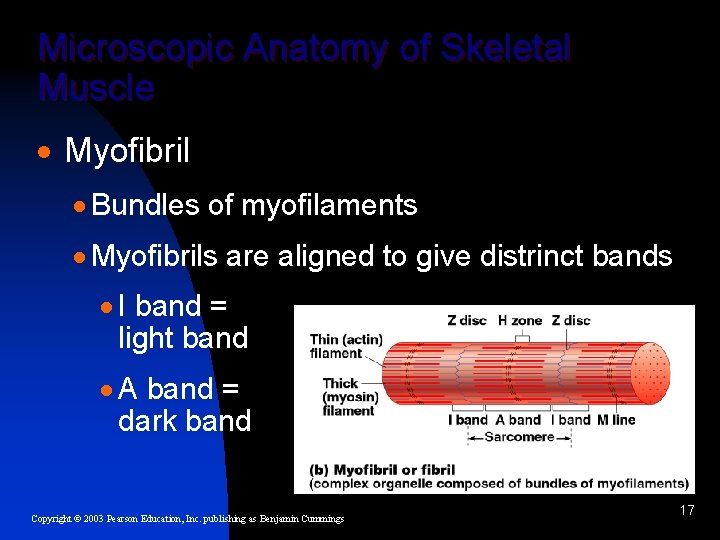 Microscopic Anatomy of Skeletal Muscle · Myofibril · Bundles of myofilaments · Myofibrils are