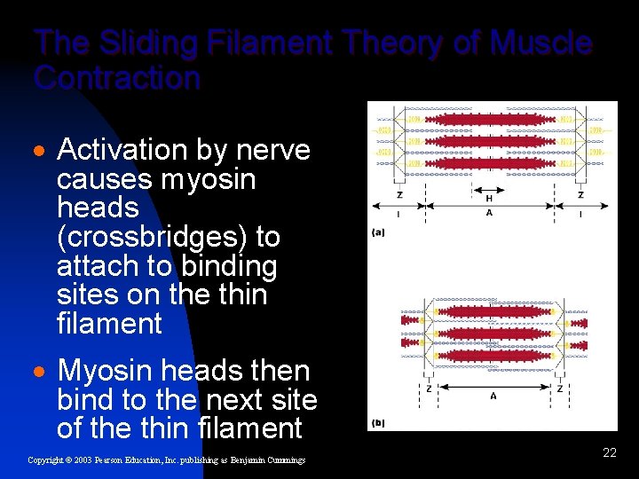 The Sliding Filament Theory of Muscle Contraction · Activation by nerve causes myosin heads