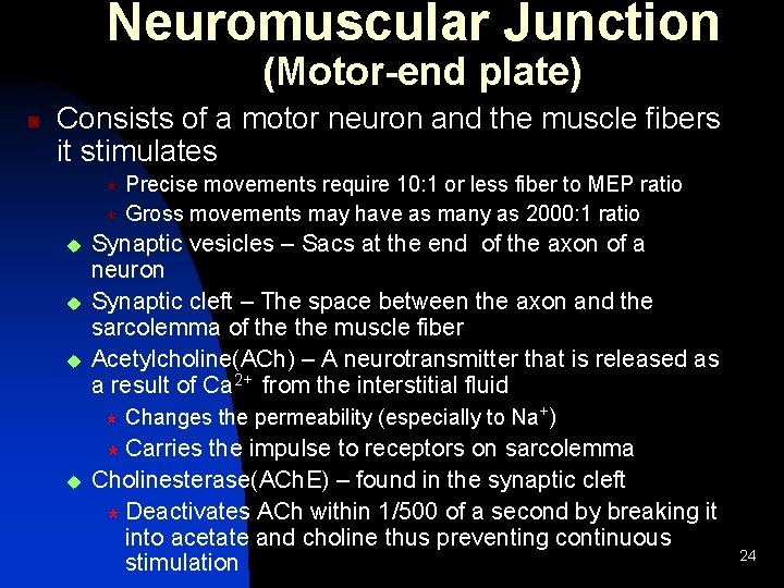 Neuromuscular Junction (Motor-end plate) n Consists of a motor neuron and the muscle fibers