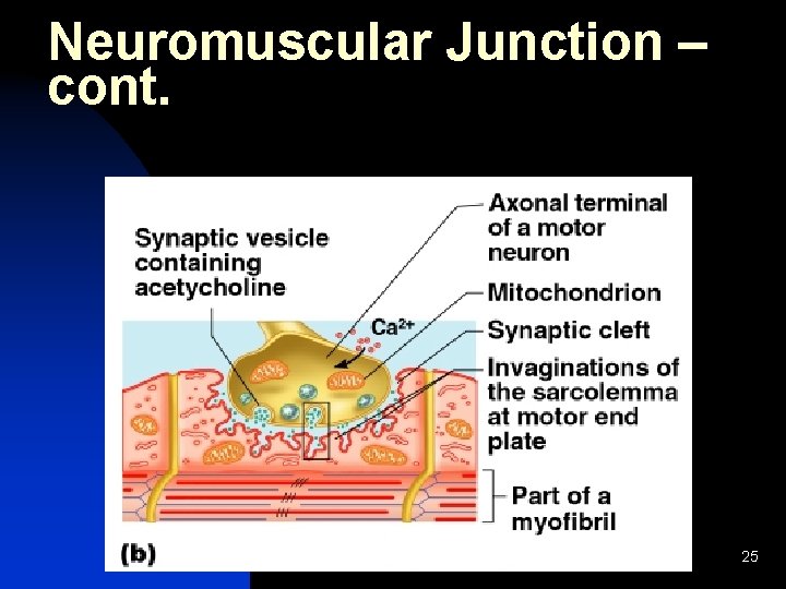 Neuromuscular Junction – cont. 25 