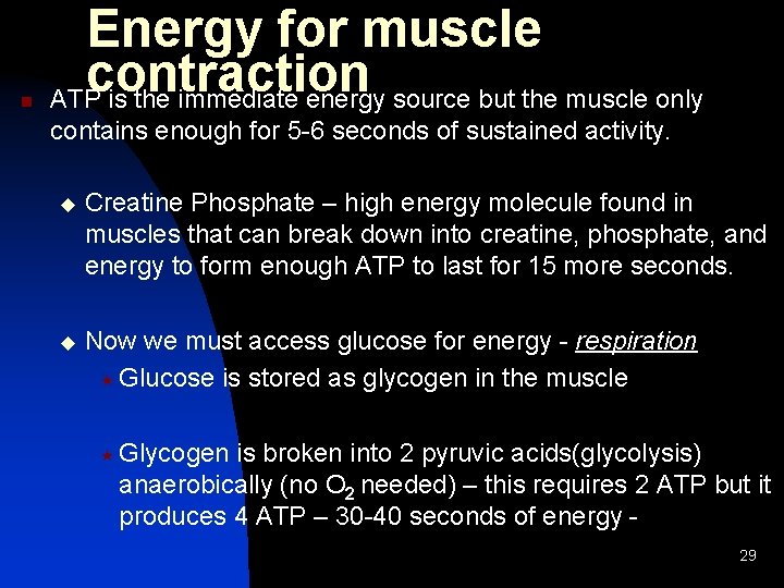 n Energy for muscle contraction ATP is the immediate energy source but the muscle