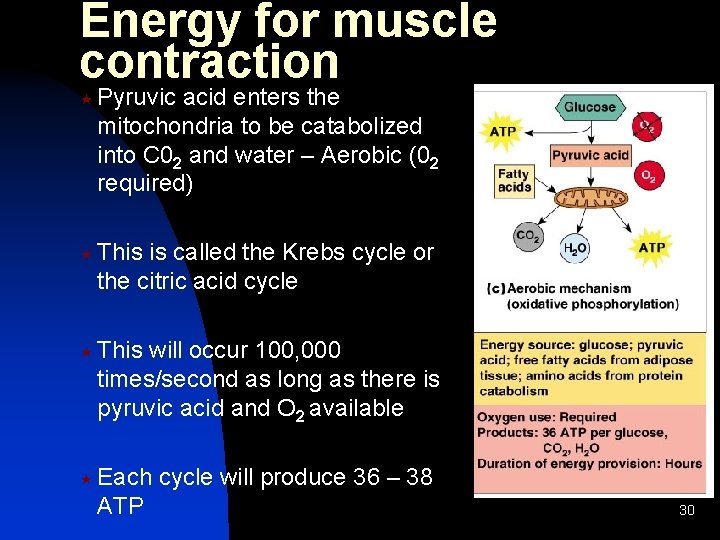 Energy for muscle contraction « Pyruvic acid enters the mitochondria to be catabolized into